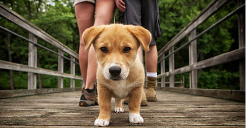 5 Reasons Why Having a Dog Boosts Your Health