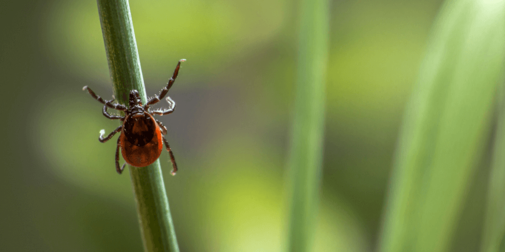 Lyme Disease: What You Need to Know